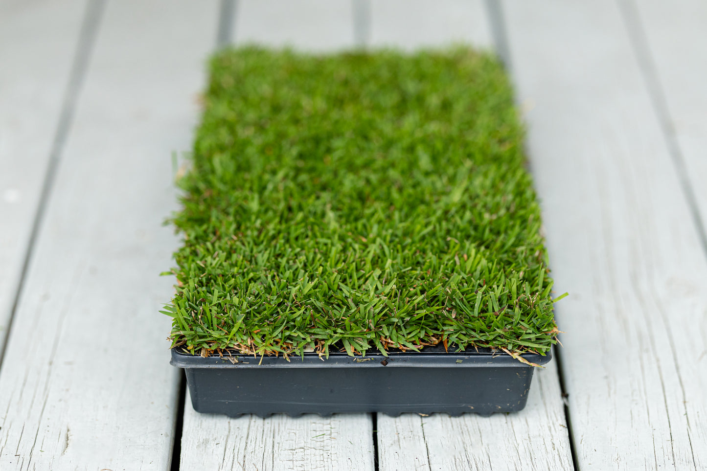 El Toro Zoysia Plugs