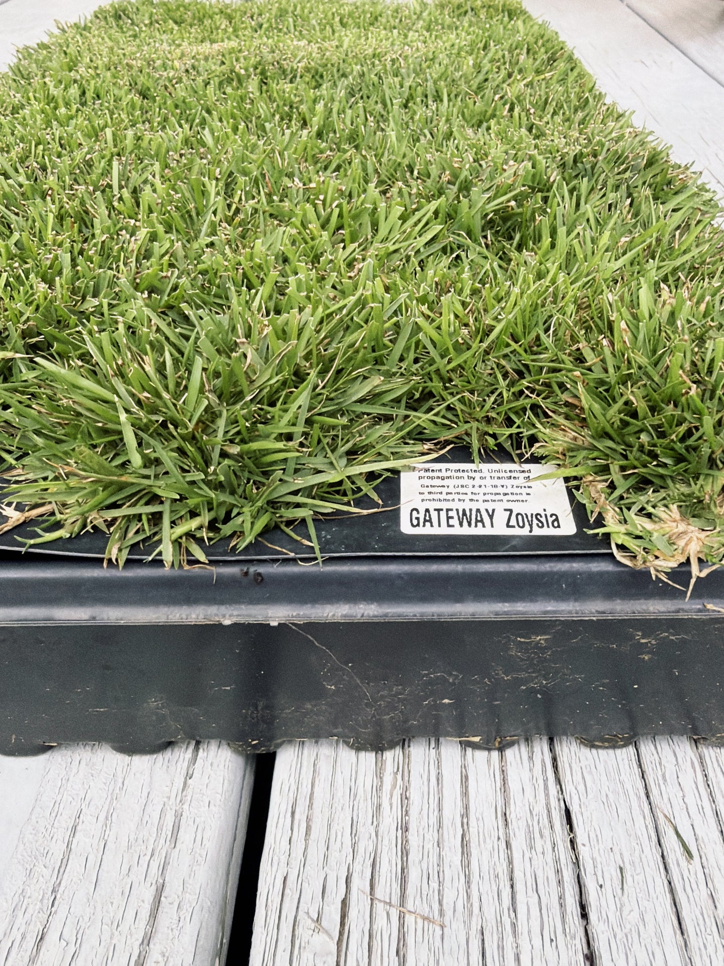 Gateway Zoysia Plugs