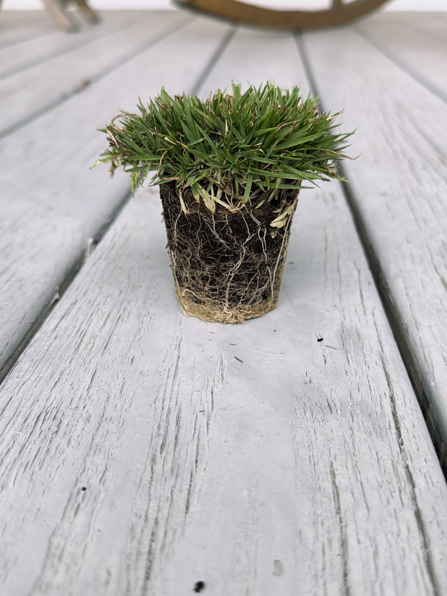 Gateway Zoysia Plugs