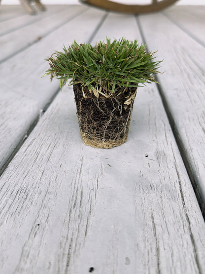 Gateway Zoysia Plugs