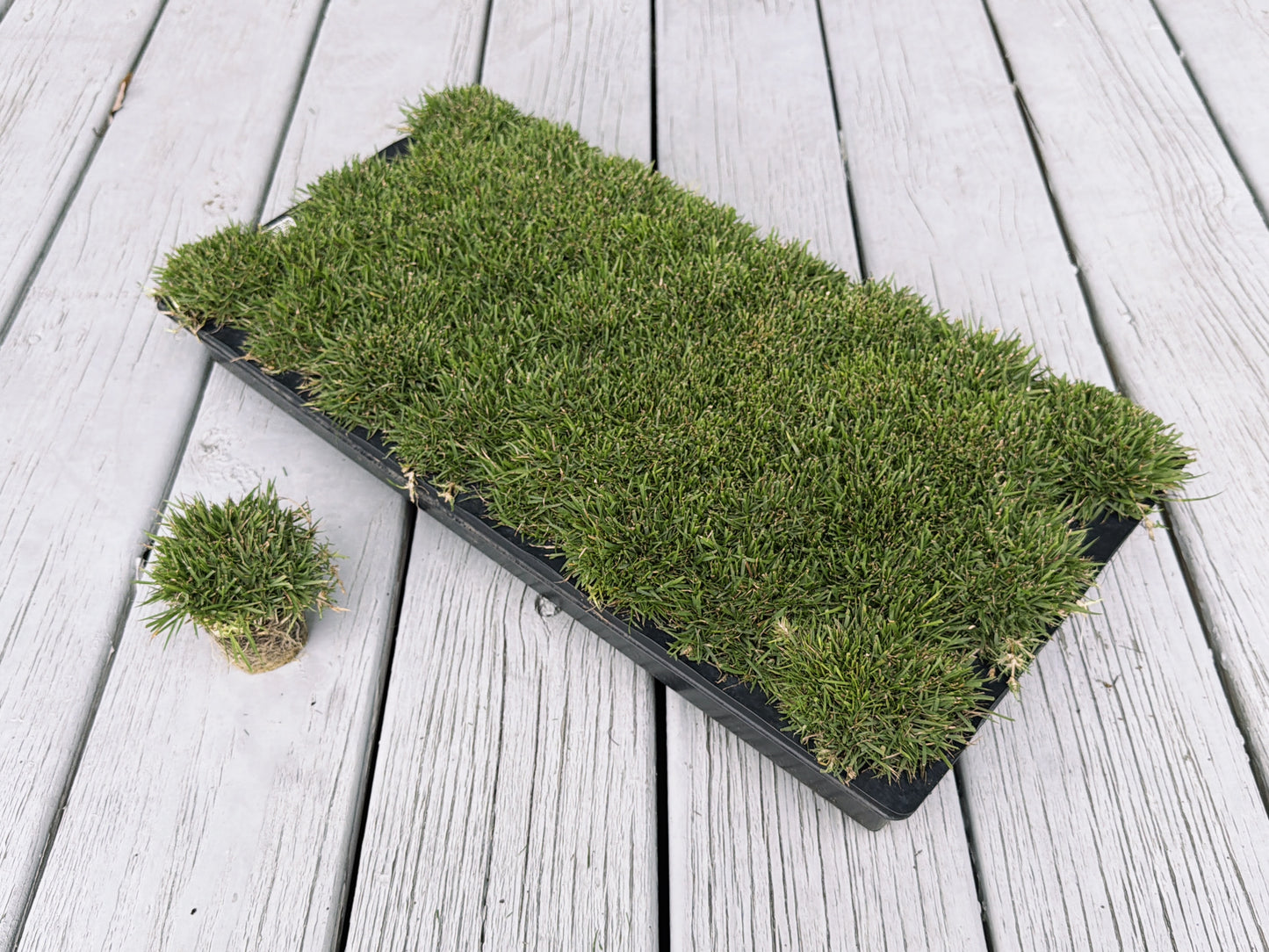 Gateway Zoysia Plugs