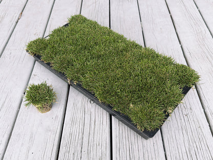Gateway Zoysia Plugs