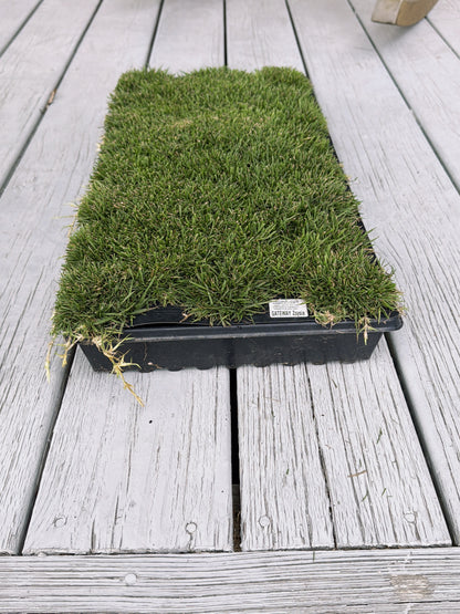Gateway Zoysia Plugs