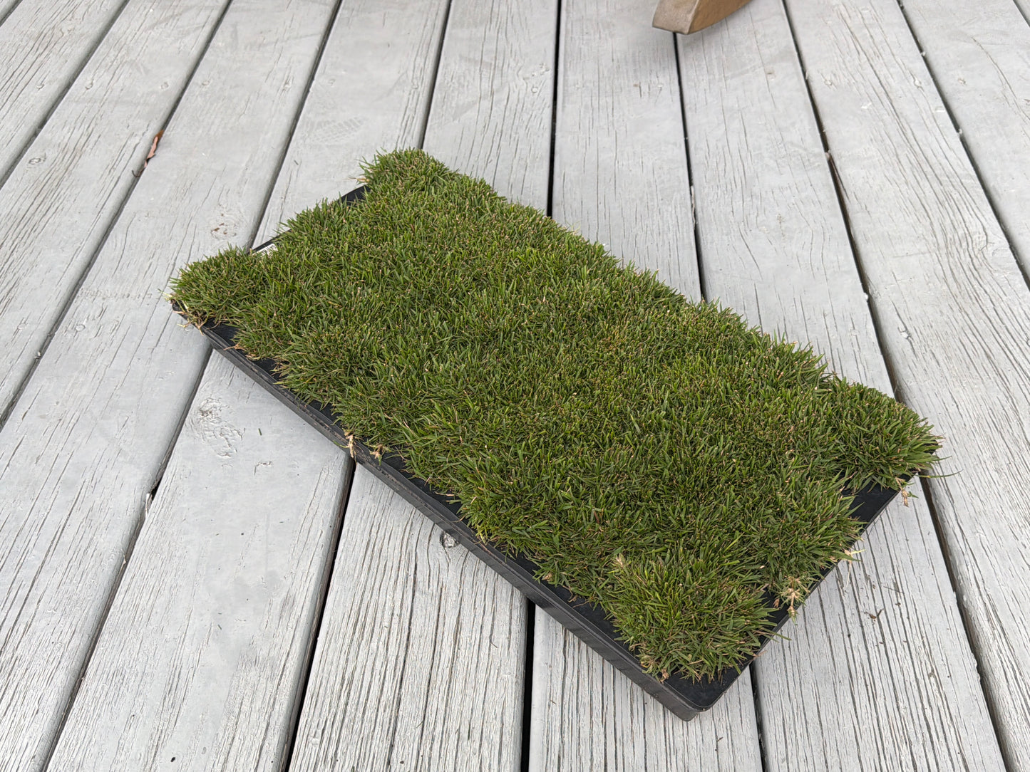 Gateway Zoysia Plugs