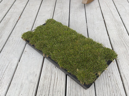 Gateway Zoysia Plugs