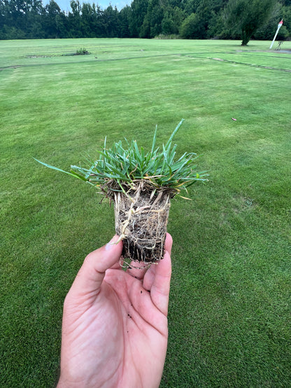 El Toro Zoysia Plugs