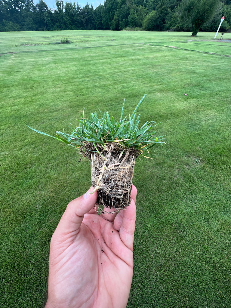 El toro zoysia deals