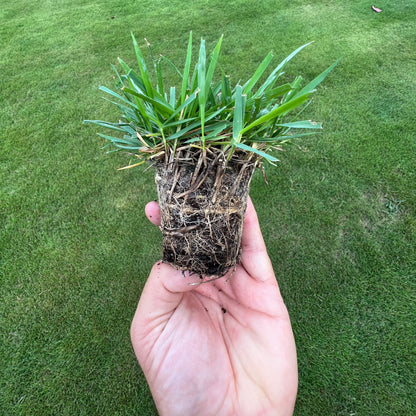 El Toro Zoysia Plugs