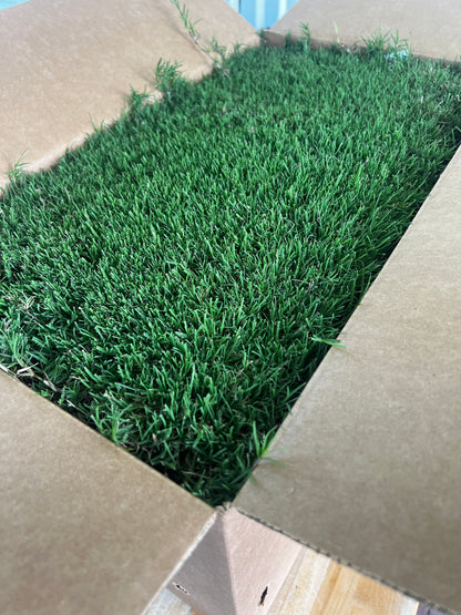IronCutter Hybrid Bermuda Plugs