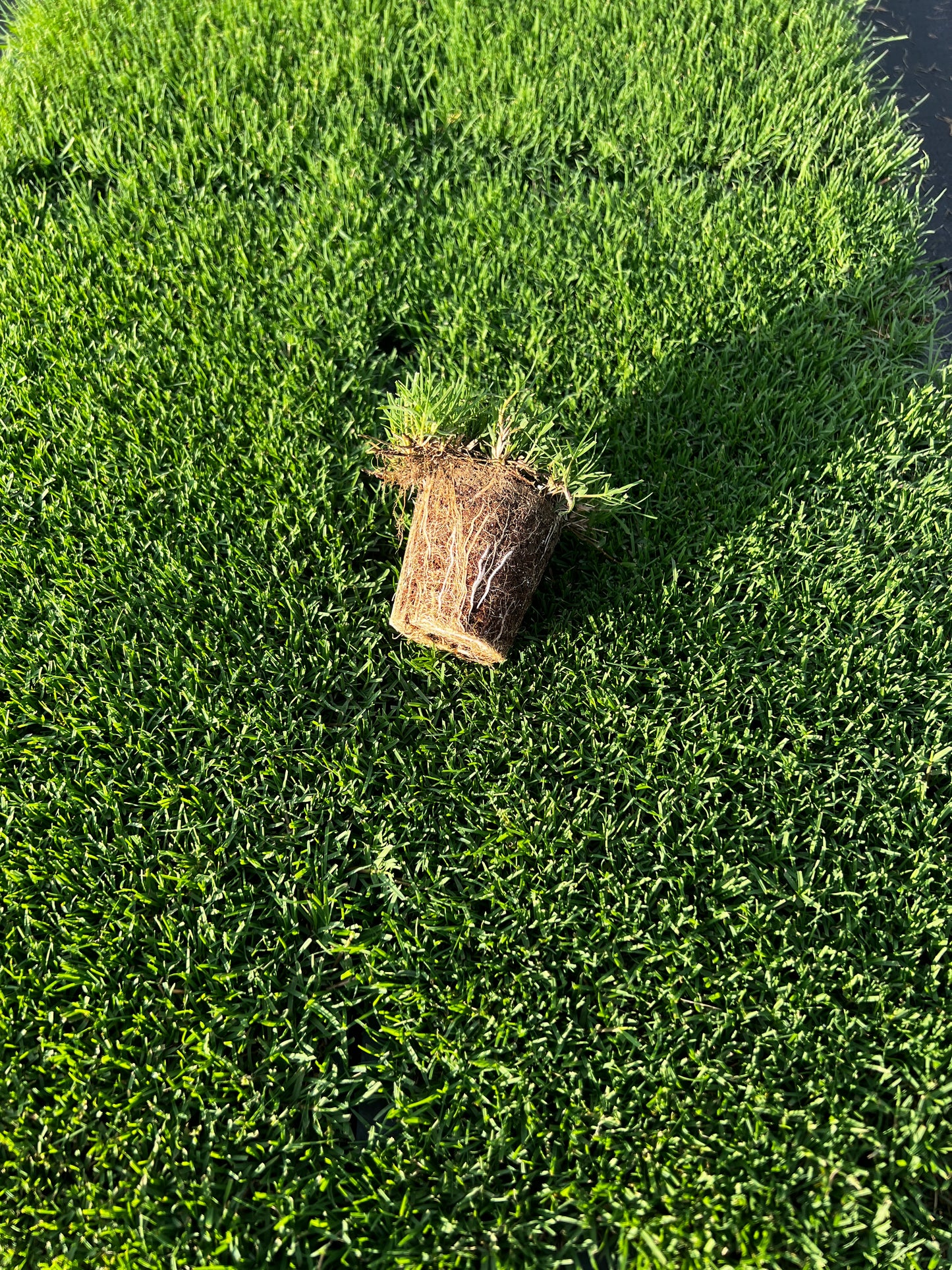 IronCutter Hybrid Bermuda Plugs