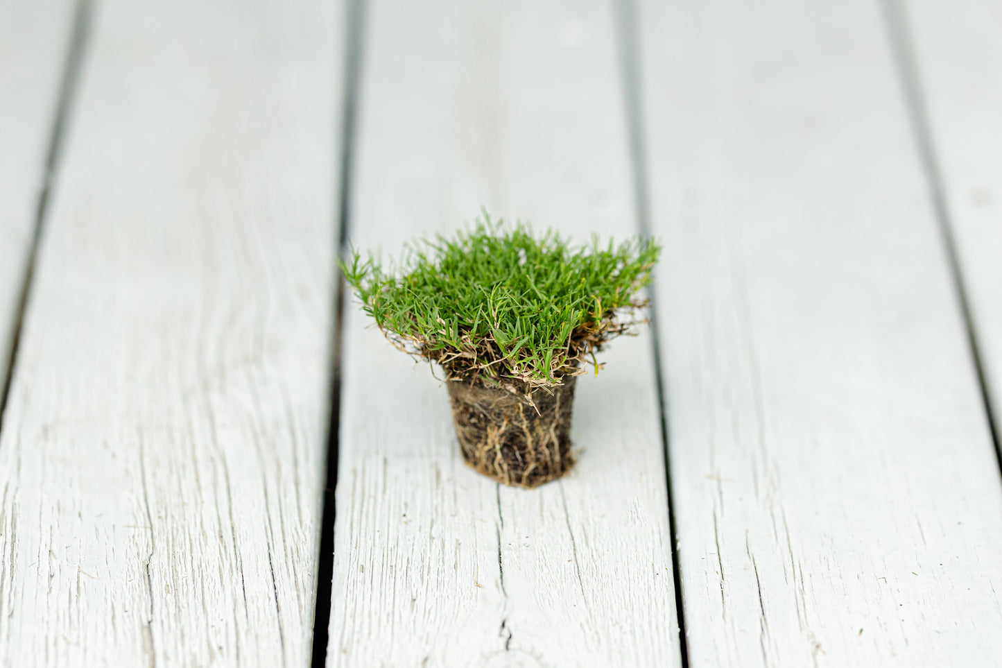 IronCutter Hybrid Bermuda Plugs