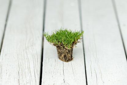 IronCutter Hybrid Bermuda Plugs