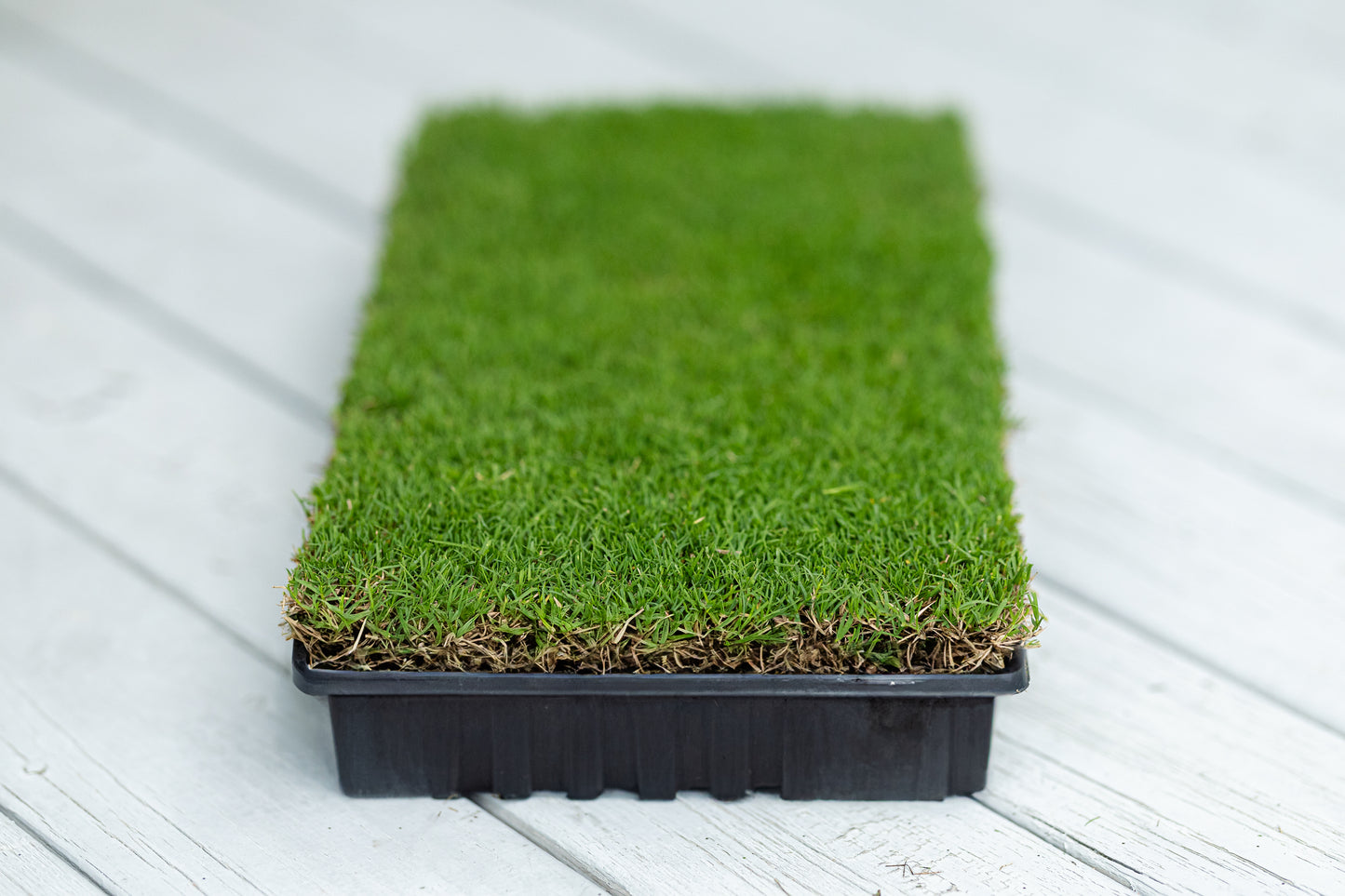 IronCutter Hybrid Bermuda Plugs