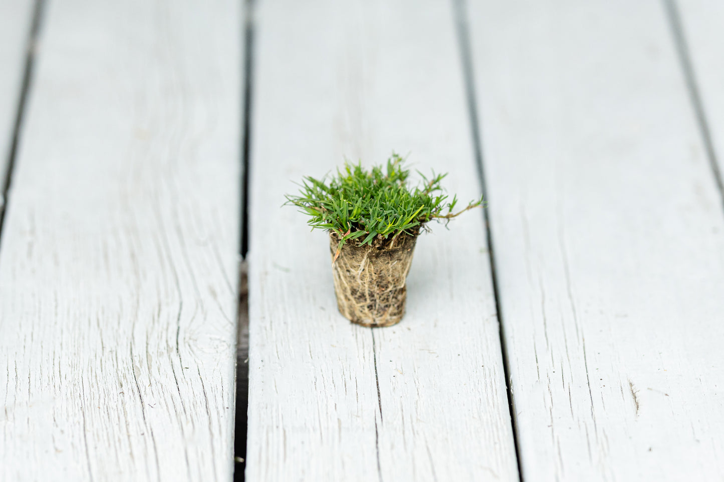 Rio Hybrid Bermuda Plugs