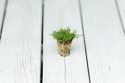 Rio Hybrid Bermuda Plugs