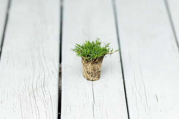Rio Hybrid Bermuda Plugs 50 Cell Tray (Certified Plugs)