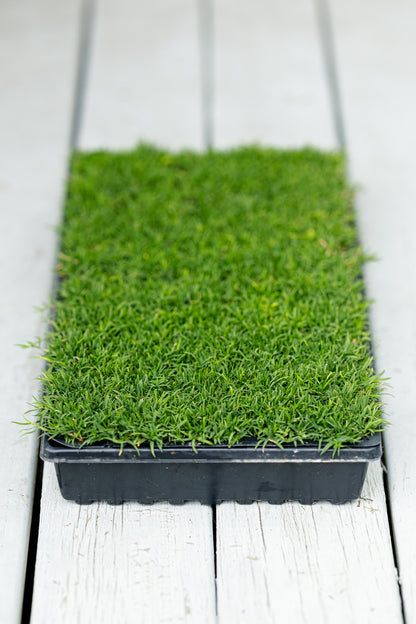 Rio Hybrid Bermuda Plugs