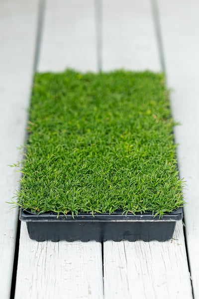 Rio Hybrid Bermuda Plugs 50 Cell Tray (Certified Plugs)