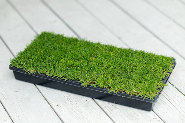 Rio Hybrid Bermuda Plugs 50 Cell Tray (Certified Plugs)