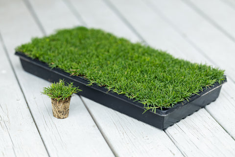 Rio Hybrid Bermuda Plugs 50 Cell Tray (Certified Plugs)