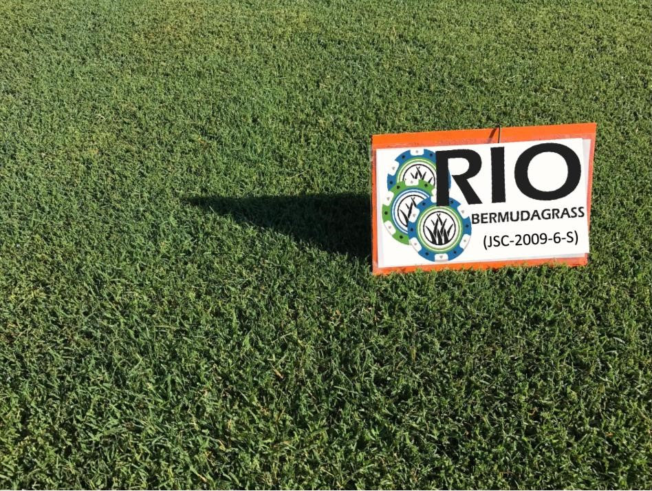 Buy Certified Rio Bermuda Grass Plugs 50 Cell Tray NC Grass Plugs
