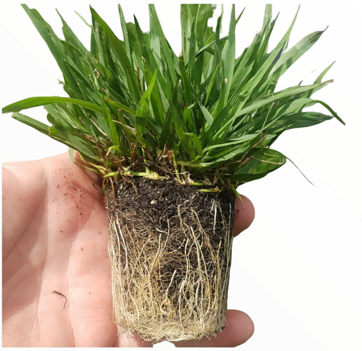 Compadre Zoysia, 38 Plugs NC Grass Plugs