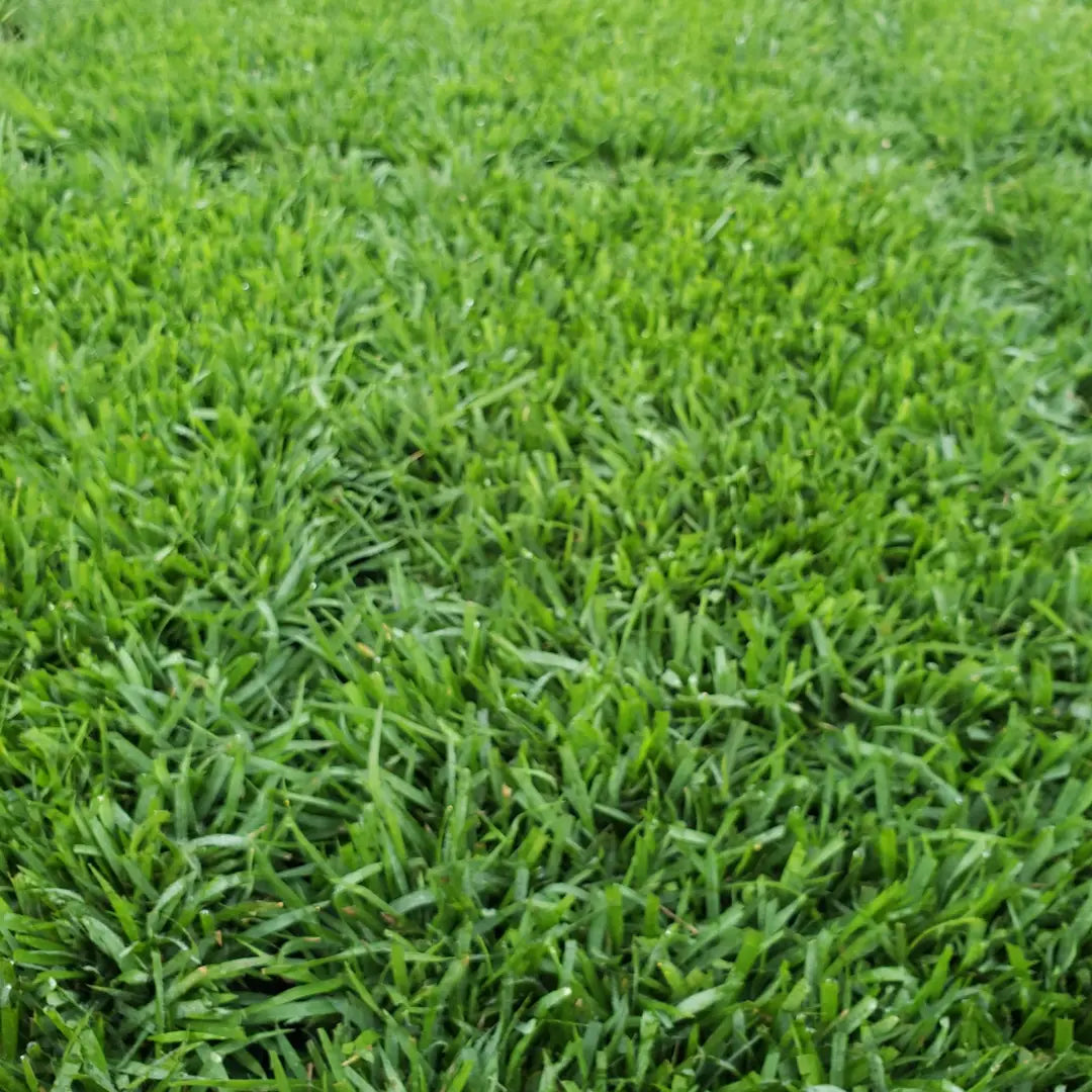 Compadre Zoysia Plugs