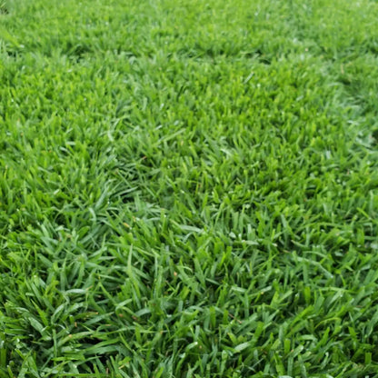 Compadre Zoysia Plugs