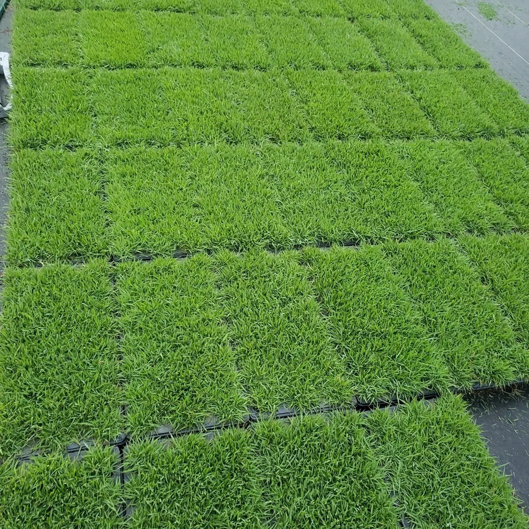 Compadre Zoysia Plugs