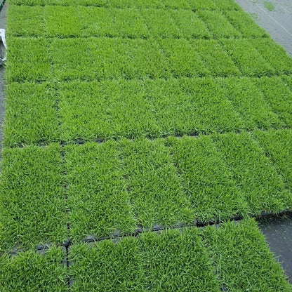 Compadre Zoysia Plugs